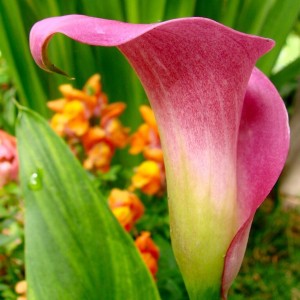 CallaRossa