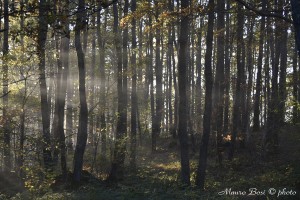 Luce e foschia nel bosco Lago Pontini Cesena