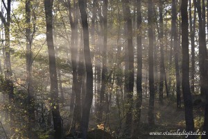 raggi di sole alberi foto di visualedigitale.it