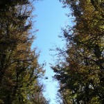 THE BREATHING SESSION