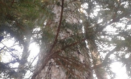 SUL RESPIRO: UNA BOCCATA D’ARIA  – LA RESPIRAZIONE CELLULARE  Parte IV